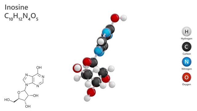 Inosine. Nucleoside. Animated 3D model of a molecule. Molecular formula: C10H12N4O5. Chemical model: Ball and stick. White background. 3D rendering. Seamless loop.