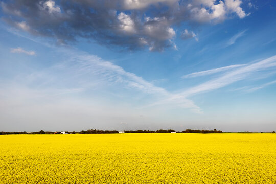 Landscape of a canola crop (Brassica napus) in full bloom; Namao, Alberta, Canada