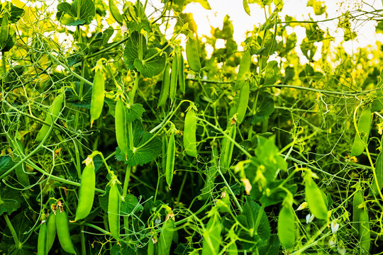 Close-up detail of Field peas (Pisum sativum) during the growing season; Alberta, Canada