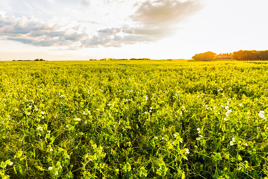 Warm sunset light over farmland and flowering field peas (Pisum sativum) flowering during the growing season; Alberta, Canada