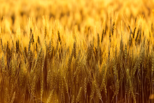 View of mature barley crop (Hordeum vulgare) before the fall harvest near sundown: Namao, Alberta, Canada