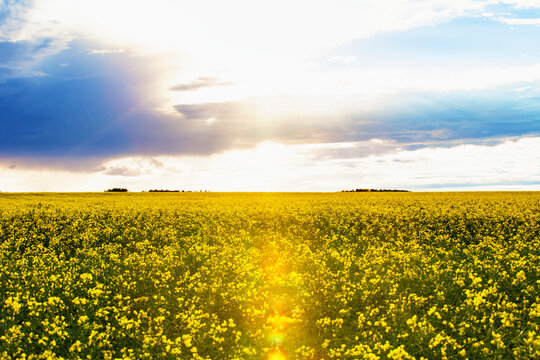 View of a canola crop (Brassica napus) in full bloom with sun rays through the clouds; Namao, Alberta, Canada