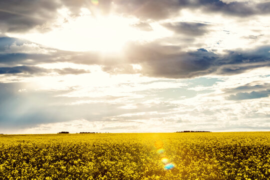 View of a canola crop (Brassica napus) in full bloom with sun rays through the clouds; Namao, Alberta, Canada