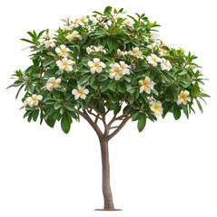 Fototapeta premium PNG Real blooming frangipani tree flowers leaves plant.