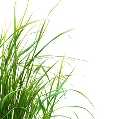 Obraz premium Natural banner with fresh grass isolated on white background