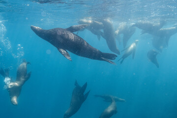 Fototapeta premium Marine Life in Baja California Sur Mexico