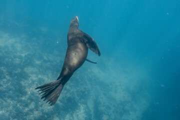 Female Sea Lion in Baja California Sur Mexico