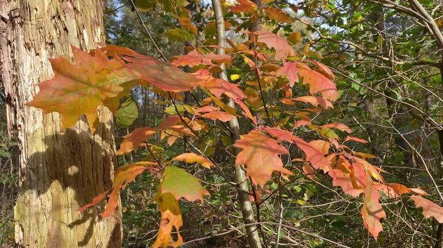 Branch with vibrant autumn oak leaves gently moving in the wind. Camera moves downward.