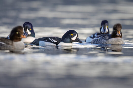 Barrow's goldeneye drakes, Bucephala islandica, in Resurrection Bay, Alaska, USA