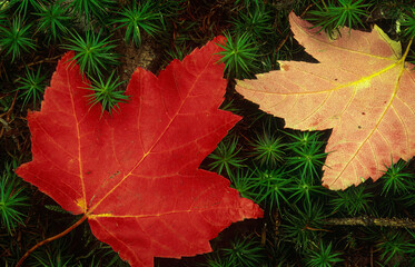 Autum coloured maples leaves resting on pine needles in Kouchibouguac National Park; New Brunswick, Canada