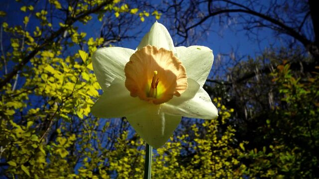 White Narcissus poeticus with yellow perianth against blue sky and yellow leaves in spring in the garden, Ukraine