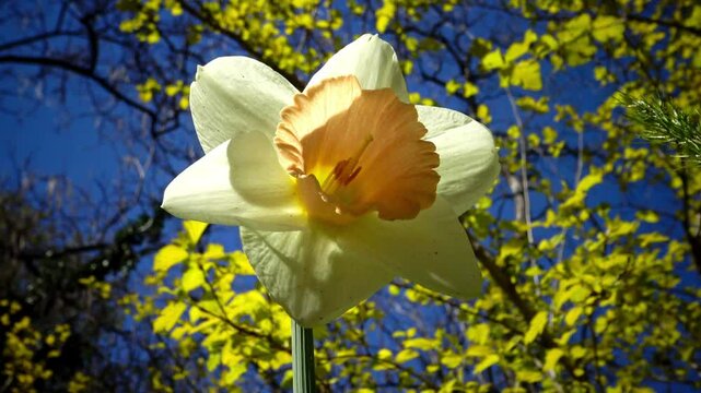White Narcissus poeticus with yellow perianth against blue sky and yellow leaves in spring in the garden, Ukraine