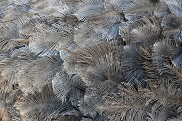 Ostrich feathers solid pattern background