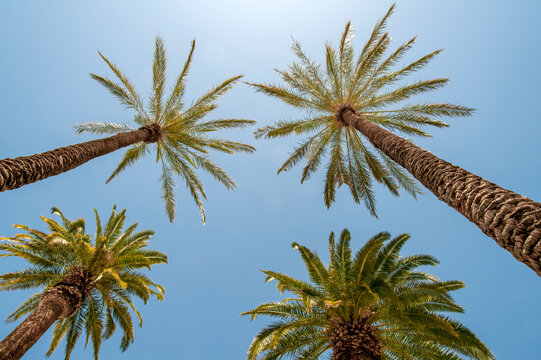 Upward view of sunlit palm trees against a blue sky; Las Vegas, Nevada, United States of America
