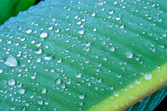 Close-up detail of water droplets on a green leaf; Nong Bua Lumphu, Thailand