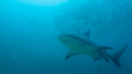 Naklejka premium Bull Sharks at Cabo Pulmo in Baja California Sur Mexico