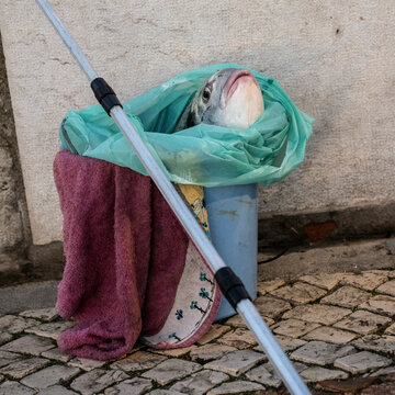 Fresh caught fish in a pail in Lagos, a town in southern Portugal's Algarve region. It&rsquo;s known for its walled old town, cliffs and Atlantic beaches; Lagos, Faro, Portugal