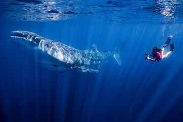 Large Whale Shark in Baja California Sur Mexico