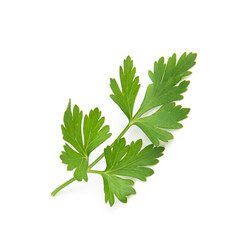 Fresh parsley leaves on white background