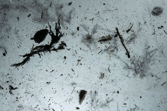 Organic material found in the ice caves of the European Alps; Austria