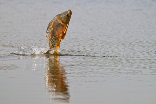Spiegelkarpfen springt aus dem Wasser