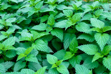 Beautiful green nettle plants. Lots of stinging nettles