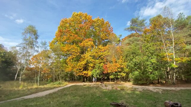 Two people walking their dog toward a large oak tree full of colorful autumn leaves under a blue sky. Static shot.