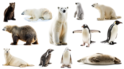 Arctic animals like polar bears, penguins, and seals in different poses, isolated on white, cut out