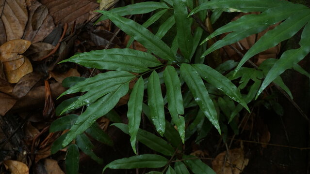 Close-Up of Stenochlaena Tenuifolia Leaf with Distinct Texture