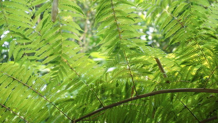 Detailed Close-Up of Paraserianthes Lophantha Leaves