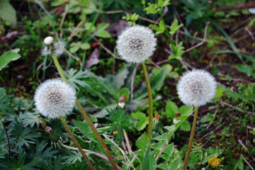 Löwenzahn, Pusteblume, Blüte