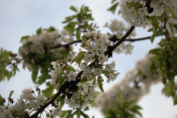 Obstbaum, Obstbaumblüte, Blüten, Baum