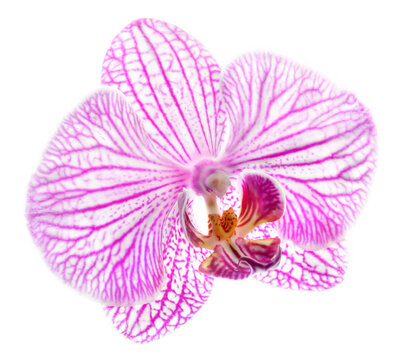High-key orchid in pink and white on a white background; Studio