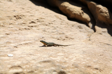 a small spotted lizard on a stone