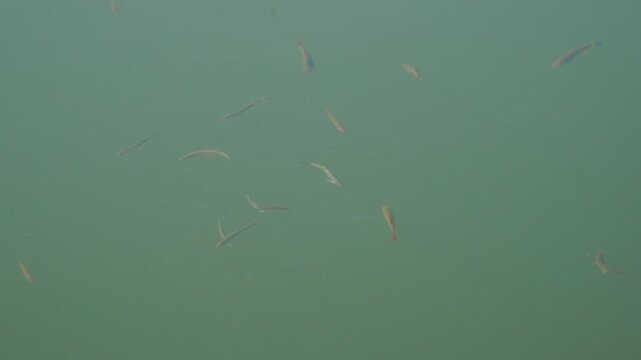 Small freshwater fish swim and play in sunny weather in a pond or in a river