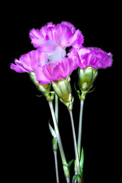 Four purple mini carnations against a black background; Studio