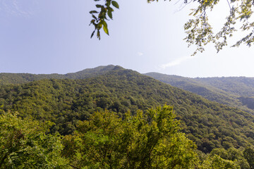 forest in the mountains