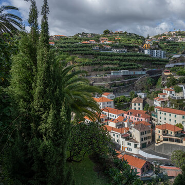 Trees grown in rows and housing on a terraced hillside in the town of Ponta do Sol on the island of Madeira, Portugal; Ponta do Sol, Madeira, Portugal