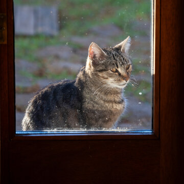 Portrait of a cat peering through window at farm house in Ponta do Pargo, Madeira; Ponta do Pargo, Madeira, Portugal