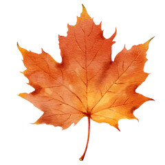 Autumn maple leaf illustration with vibrant orange and red hues, isolated on a white background. Ideal for seasonal, nature, and botanical designs