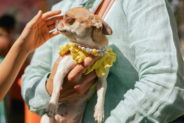 Owner gently holds her chihuahua in her hands, showcasing a tender moment between the pet and its owner. Children's hands caress the dog. Friendship, walk, pets. Part of the series