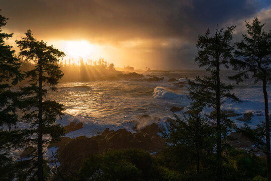 Golden sunrise illuminates the huge waves flowing in a cove in Ucluelet, British Columbia, Canada