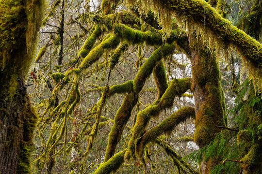 Moss-covered tree limbs in a rainforest in British Columbia, Canada; Port Alberni, British Columbia, Canada