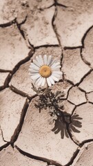 Single White Daisy Growing in Cracks of Dry, Parched Soil