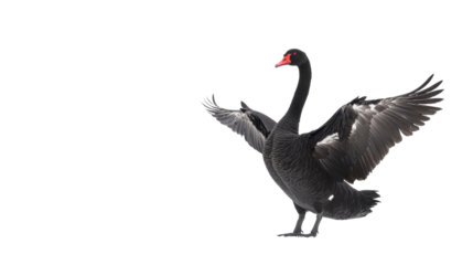 Black swan isolated png