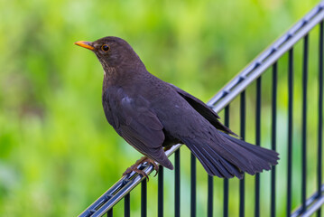 Eine Amsel sitzt auf einem Geländer