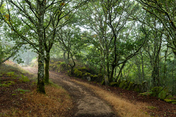 footpath in the forest in galicia with myst