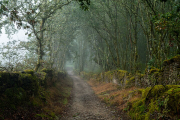 footpath in the forest in galicia with myst