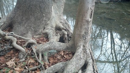 roots of a tree