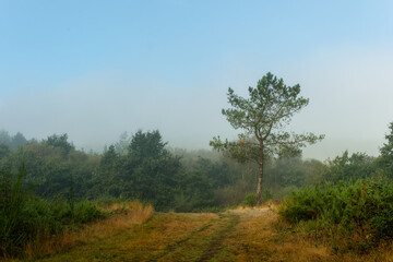 Obraz premium morning in the forest